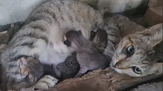 Stray Cat Returns Home  Give Birth To 3 New Cute Kittens [upl. by Lerrej]