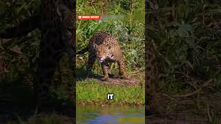 quot🦁🐊 Jaguar vs Crocodile The Ultimate Jungle Showdown 🌿🔥quot shorts animals history [upl. by Itsur837]