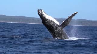 Whale Watching Hervey Bay [upl. by Wons]