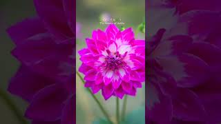 Dahlia flower dalia phool dahlias phool flower flowers video nature lover short viralshort [upl. by Anilrats304]