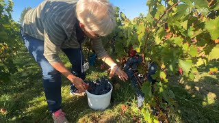 Angles  Premières vendanges pour lassociation Les Amis de la vigne [upl. by Kassaraba675]