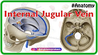 Internal jugular vein  Gross anatomy of Head and neck medical animation [upl. by Mit]