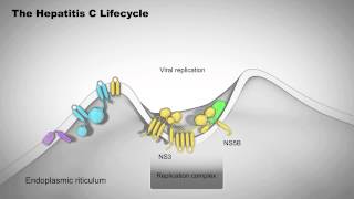 The Hepatitis C Lifecycle [upl. by Jentoft745]