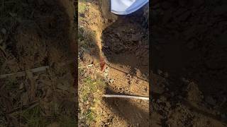 Installing New Cable Lines Trenching and Exposing Fibre Cables [upl. by Eiuqnimod]