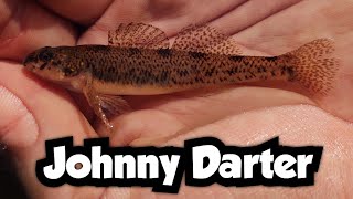 Two Hours of Darter Fishing on a Creek  Johnny Darter  Wisconsin Microfishing [upl. by Elleoj]