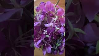 Echinacea Fireweed Tulsi Lavender tinctures apothecary growyourmedicine herbalremedies [upl. by Kristo]