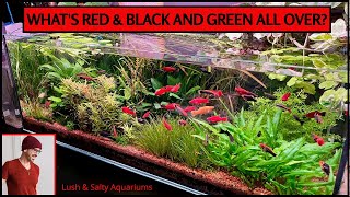 Amazing amp Blazing Aquarium Update fish plants and tech [upl. by Nissensohn]