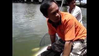 100 KG Giant Mekong Catfish Landed At Bungsamrun By BKKGUY Thailand Fishing [upl. by Krystin]