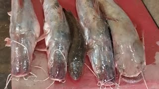 sole fish in markiting for sale [upl. by Kramal]