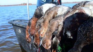 Canvasbacks amp Mallards  Diver and Puddle Duck Mixed Hunt  Ep 43 Duck Hunting 2024 [upl. by Aerona]