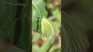 Common Emigrant Lemon Migrant Lemon Emigrant Catopsilia pomona [upl. by Eldora155]