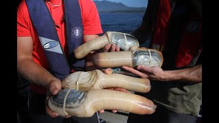 Geoduck from Canada [upl. by Grantley867]