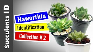 SUCCULENT TYPES  HAWORTHIA Collection 2  Succulent Identification [upl. by Nayrb]