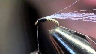 Jujubee Midge Tying Instructions  Fly Tying Video [upl. by Kentigera]