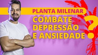 A PLANTA MEDICINAL MELHOR QUE QUALQUER ANTIDEPRESSIVO E RIVOTRIL  Dr Renato Silveira [upl. by Nayk]