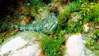 Pez Lagarto Synodus synodus en el mar de Canarias [upl. by Emalee527]