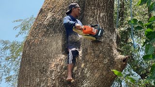 Biggest of the month  Difficult amp dangerous Giant tree felling ‼️ [upl. by Assyral]