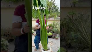 🍀Update সেই মানকচু গাছ মনে আছে❓next update of taro root plant garden youtubeshorts foryoupage [upl. by Derwon]