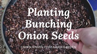 Planting Bunching Onion Seeds Green Onion Container Garden [upl. by Niemad]