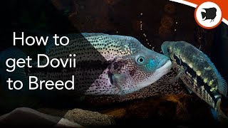 How To Get The Dovii Cichlid to Breed [upl. by Milt]