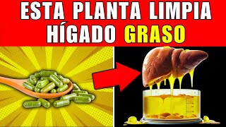 12 PLANTAS que LIMPIAN el HÍGADO GRASO CÓMO TOMARLAS [upl. by Sivlek]