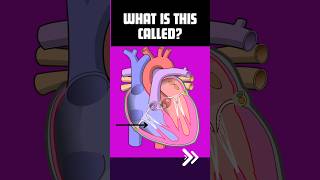 Human Heart ❤️❤️ Anatomy 🫀 Heart essential science 🔭🔭anatomy heart youtube [upl. by Pirbhai]