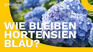 Wie behalten Hortensien ihre blaue Farbe [upl. by Argela652]