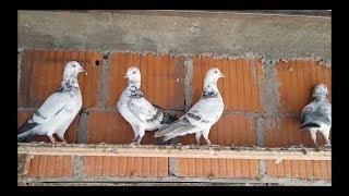 Tipplers Pigeon High Flying  Pellumbat Zaim Qosa  2018 [upl. by Glaudia]