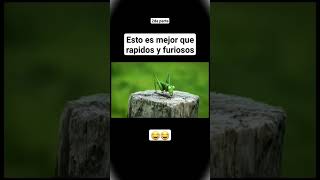 Carrera de insectos minuscule parte 2 minuscule carreras racing insectos humor shortsfeed [upl. by Arondell]