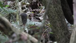 Alberts Lyrebird  Menura alberti [upl. by Yrrot768]