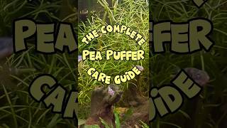 Setting up a Perfect Pea Puffer Tank and a lot more nanofish peapuffer aquascape [upl. by Sucrad]