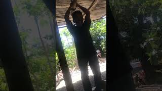 Komik Timor Leste King DiliMausale🤣😂funny  lucu comedycomedyvideos easttimor [upl. by Yellehs249]