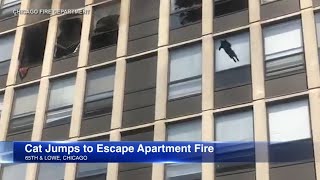 Cat jumps out 5th floor window survives fall during apartment fire [upl. by Iroj]