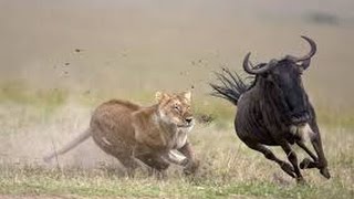 WATCH THIS  Fight to life and death lion vs wildebeest [upl. by Blase247]