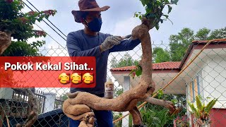 Tips pokok Sihat dan Cantik🥰🥰🥰 [upl. by Durrej]