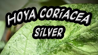 Hoya Coriacea silver [upl. by Secor611]