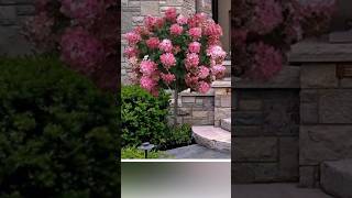 hydrangea tree hortensia гортензия paniculata гортензія шортсshorts саджанці flowergarden [upl. by Neelrahc]