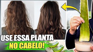 8 RECEITAS SECRETAS que SALVAM qualquer cabelo em 7 dias com BABOSA Aloe Vera [upl. by Bronny]