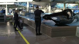 SeaWorld killer whale Tilikum dead [upl. by Debbra]