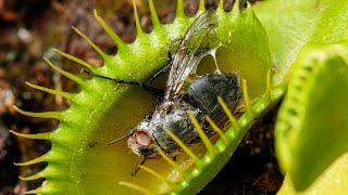 Venus Flytrap catching a fly [upl. by Cul]