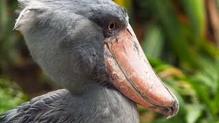 Shoebill the WhaleHeaded Stork [upl. by Diandra]