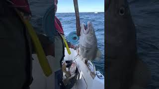 Skrei Fishing in Lofoten Norway [upl. by Milman]