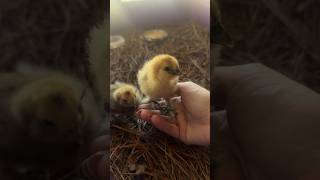 Silkie chicks one week old silkies silkiechicks babychicks [upl. by Analahs]