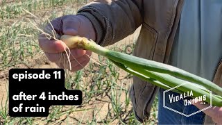 Episode 11 After 4 inches rain on 2024 Vidalia onion crop [upl. by Primrosa]