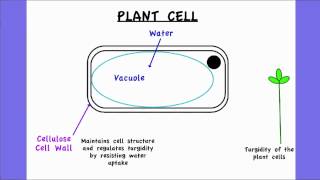 236 Outline two roles of extracellular components [upl. by Steffen704]