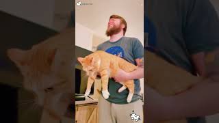 Cat playing with its owner😂😂😂cat funnycats [upl. by Kingdon765]