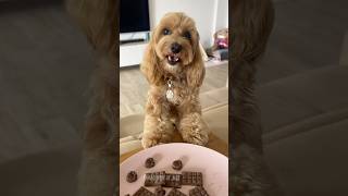 HO MANGIATO LA CIOCCOLATA 🍫😱 maltipoo dogtreats maltipoodog [upl. by Nelli]