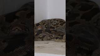 Indian rock python in temple 🛕 [upl. by Morissa]