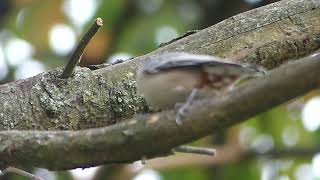 Nuthatch caching seeds [upl. by Lashar]