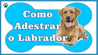 Como Adestrar Um Labrador  Aprenda a Como Adestrar Um Cachorro Labrador [upl. by Johnna]